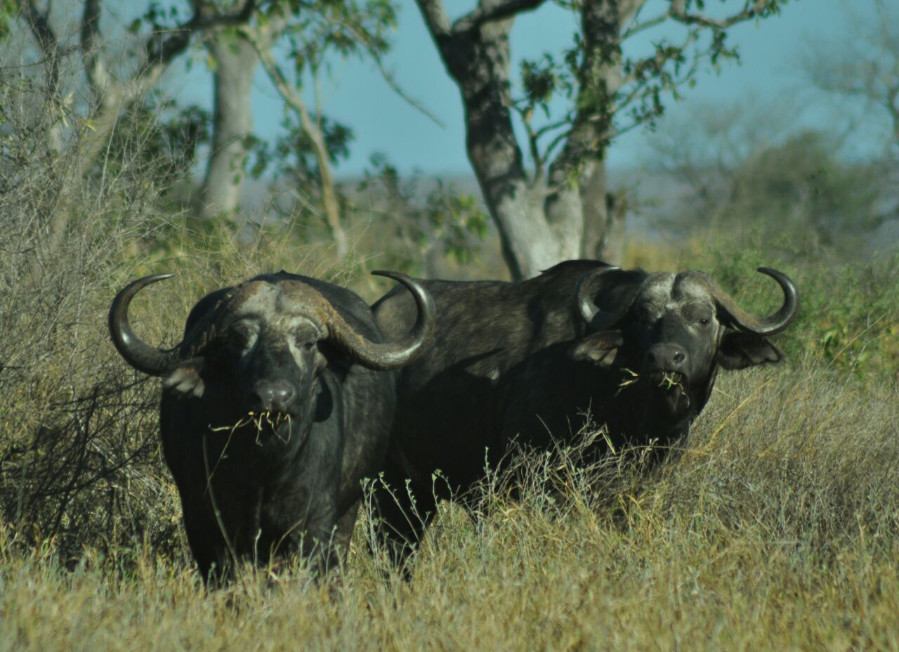 Photographic Safaris 3